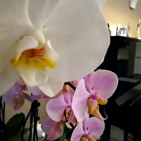 Sorahnia - Design House Bed & Breakfast Agrigento